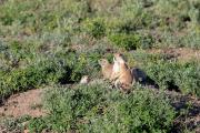 Photo: Greycliff Prairie Dog Town State Park Photo: Greycliff Prairie Dog Town State Park